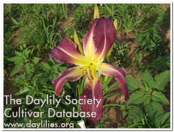 Daylily Shadow of the Raven